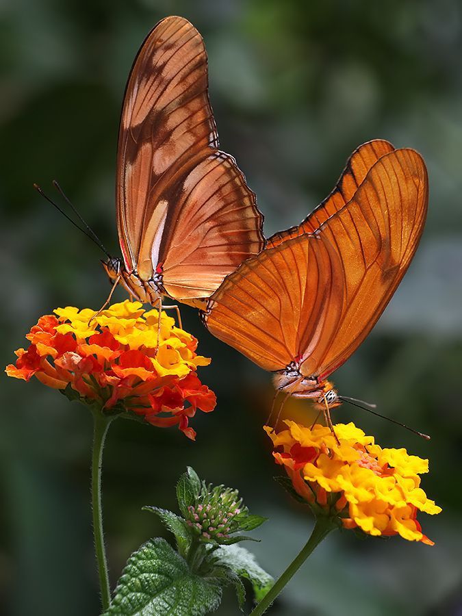 Luna_Om90's tweet photo. @Roshank56856946 @ranasilvia63 @Ravindr19882659 @maryrhoton @TeresaR86980558 @Alaayous3 @Susan12214 @sheriran95 @MarkTwa01197091 @crosiglia @KingOfD42055545 @edusapiranga @szentandrassym @Titas37 @DerekPa30582481 @zihmssar2 @saif9400s @scouse_kim @EndruVitak @Cathhewat123 @CarlosD20309679 @LindaLeeKing @Rowan8413 @JulianaBrii @heroldbarton @debratankersle1 @Sweetkittie2 @Sweet667Dreams @Linyuling99999 @jusevar25 @WALLI27 @Gulm54 @MozetRuby48 @Edward733 @DCordell2016 @adnanserpen @TaposKumarBasu @DeuxClown @CarlaRo45955356 @REMEIMAR @LadyYAZNE @ivymarina1 @QL1wBZCUsCudbqm @AGMRedMylene @paopaolita2 @Vucemp7K2SC32YM @Jay_Lee_C @Jilliemary @MistressTepco https://t.co/g6iIilPNxd