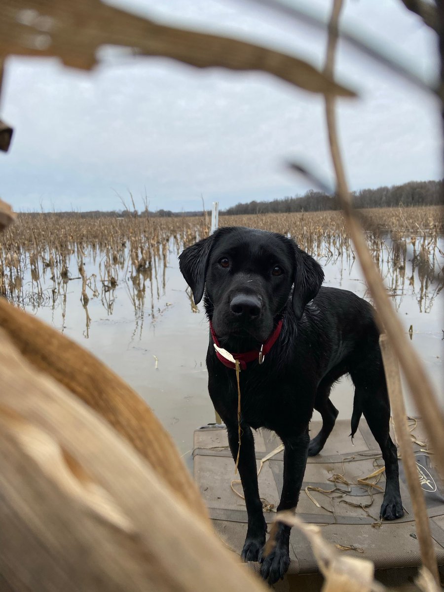 pinotgirl's tweet image. LOST DOG - She answers by the name Lola. She lives in Garner Heights subdivision. If found, please message! @aaoxford @bombino17 @OleMissPolice @RobynTannehill @OxfordPolice