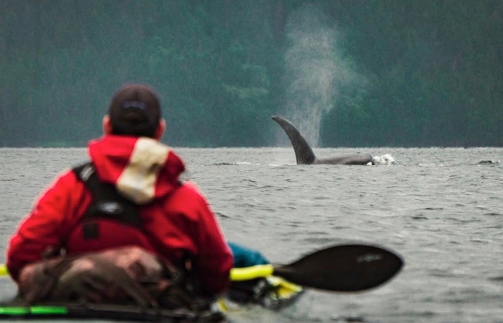 The ocean provides a home to some of the most exotic and breathtaking creatures in our world 🐋

TRAK provides a vehicle so that you can see it for yourself! 

Pre-order your TRAK today and be out in the water as early as 2023! 

trakkayaks.com/collections/tr…