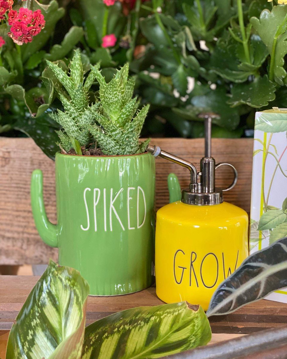 TXPlantGuy's tweet photo. If you haven't been here's a sneak peek inside the 1220's farmhouse @Rootedin_TX nursery! Open today until 6p and Sunday 11-5p! #visitpilotpoint #RootedInPlants #RootedInDesign #RootedInCommunity https://t.co/BNBLFjBNBG