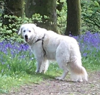 millypod1's tweet photo. π19 MAY 2022 #Lost GRACIE #ScanMe
LOST ON HOLIDAY LOCAL HELP NEEDEDπ’
Cream/Light Golden Golden Retriever Female
Loch Merkland on #A838 #Sutherland #Highlands around 13.00hrs #Scotland #IV27
SIGHTINGS PLZβοΈ07955 749957
https://t.co/UlrNWRExCA https://t.co/9o5jjdk0EF