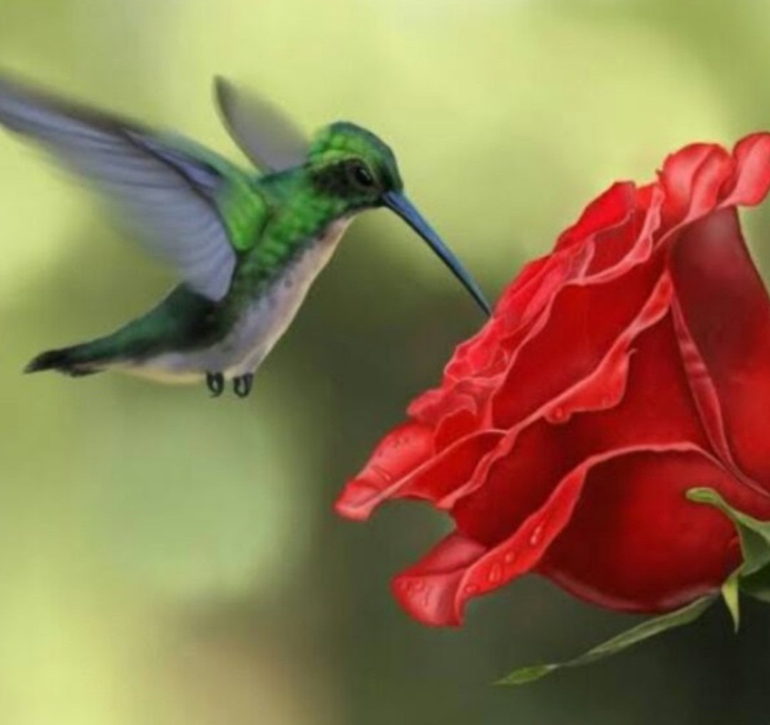 Kolibri Rosa