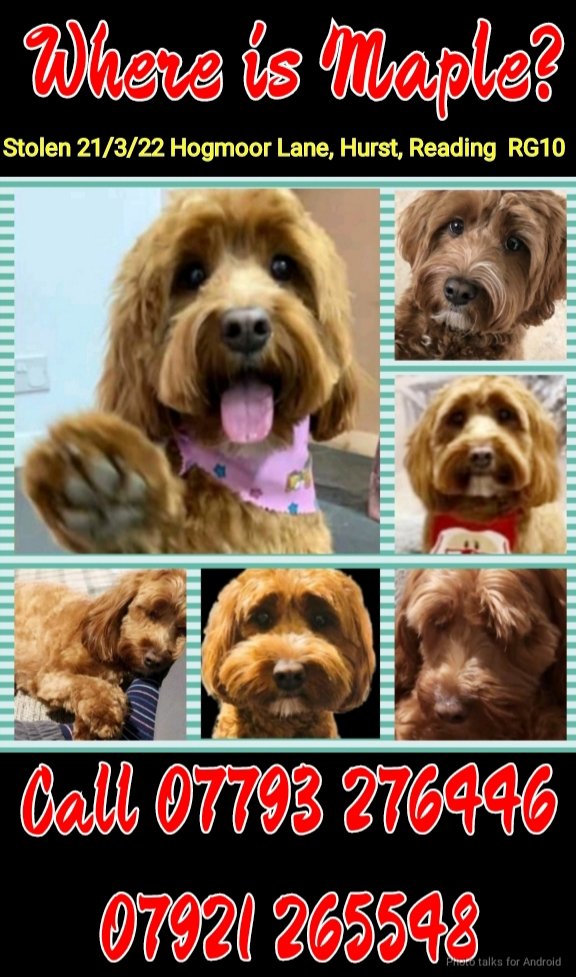 <a href="/karensarah66/">Karen Hall</a> <a href="/OUprettythings1/">OUprettythings for Pearl and Mara</a> <a href="/KarenFi51820768/">Karen Field</a> <a href="/rosieDoc2/">spaniel alert</a> <a href="/gelert01/">GG01</a> <a href="/TinaTowers3/">Tina Towers</a> @find_maple <a href="/MissingPetsGB/">Missing Pets GB</a> <a href="/ScottSalli/">Salli</a> <a href="/bs2510/">beth</a> <a href="/RachaelB100/">Rachael</a> <a href="/AlanDaffern/">John David Alan Daffern and Davey d...all grown up</a> <a href="/DogTheftCrisis/">🐾THE DOG ARMY 🐾</a> #stillmissing #stolen #Maple