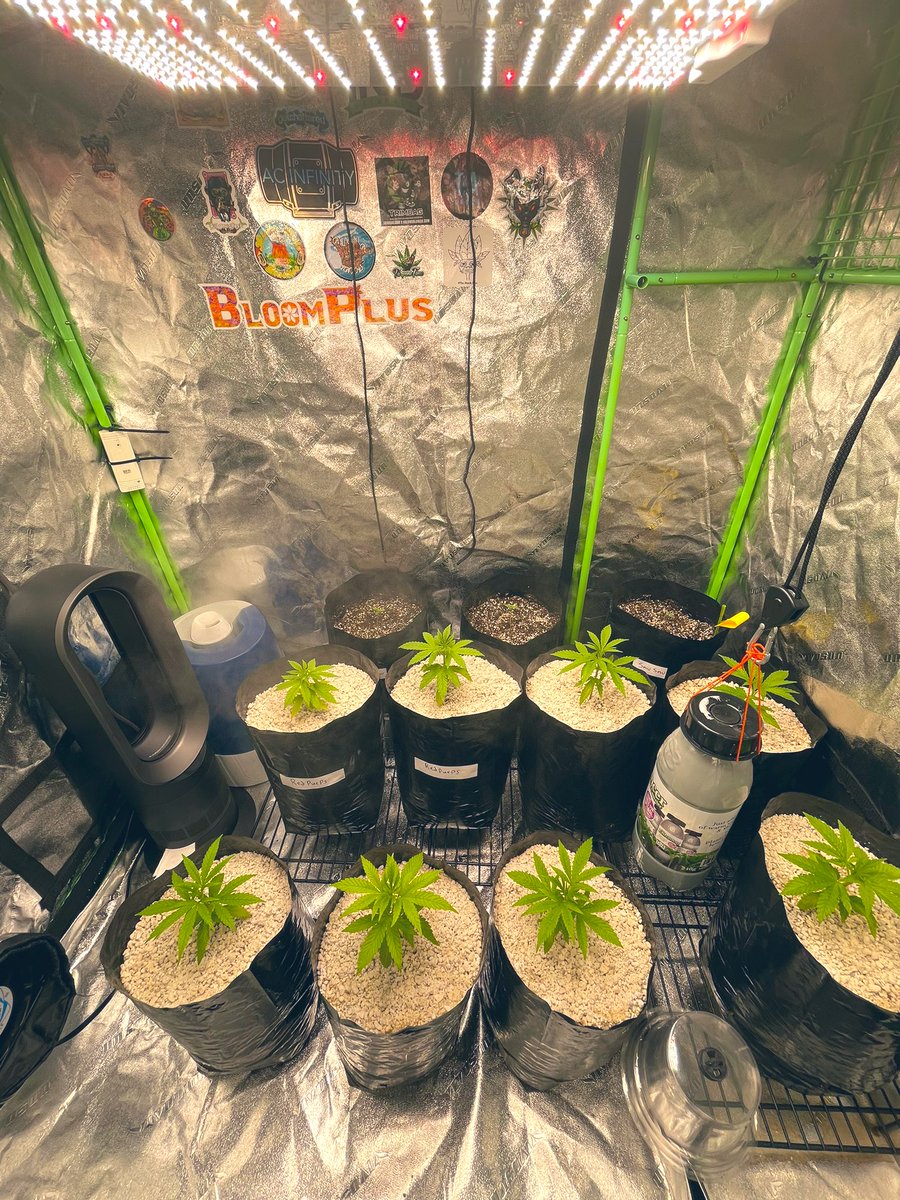 Running some testers and autos and fems in this crop 😱 going to be interesting come flower time 😉 #ledgrow #plantphotography #garden #freetheplant