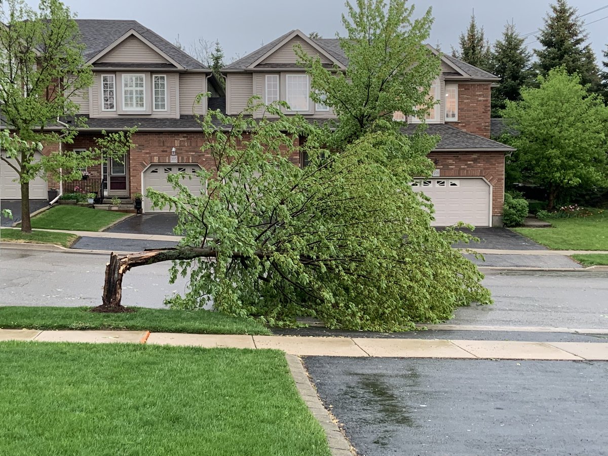 BobmacGregor8's tweet photo. Strong winds today. Gonna miss that tree. https://t.co/Qjyb6HuB9r
