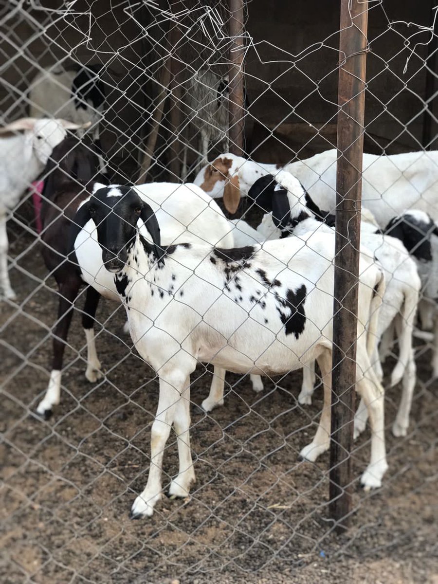 InvestmentTsc's tweet photo. #Livestock #Investment #Farming #Data mining #Food #Security #Northeast #Nigeria #Intensive #Breeding @InvestmentTsc #Sheep #Balami #Ram #farming . https://t.co/bkDEn9FP1s