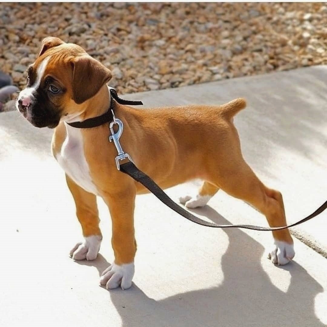 Boxerlover02's tweet photo. Sweetheart 

#boxerlover
#boxerdogs 
#boxerlife
#boxer
#boxerpuppy
#boxerdoglove
#boxerdogsoftwitter
#boxerlove
#boxerdoglover
#dogboxer https://t.co/ezTdQINAEz