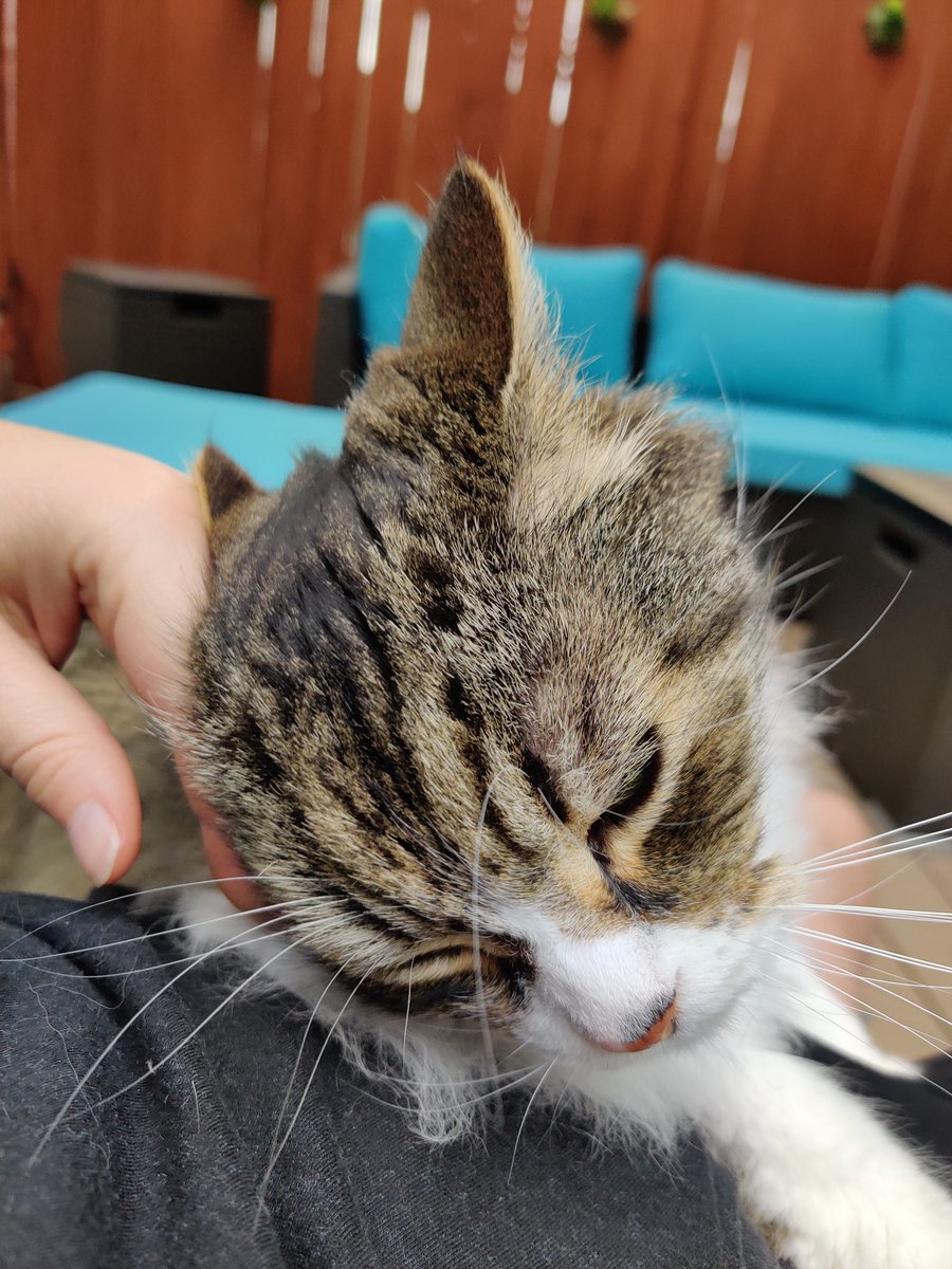 AbsoLaeTi's tweet photo. Only one stakeholder this morning. The other one was happy so preferred to have the time back to focus on his nap. Meeting went great, the litter robot has been accepted (treats each time they would go in it). Level of treats is now acceptable. https://t.co/kkUvy0lU1T