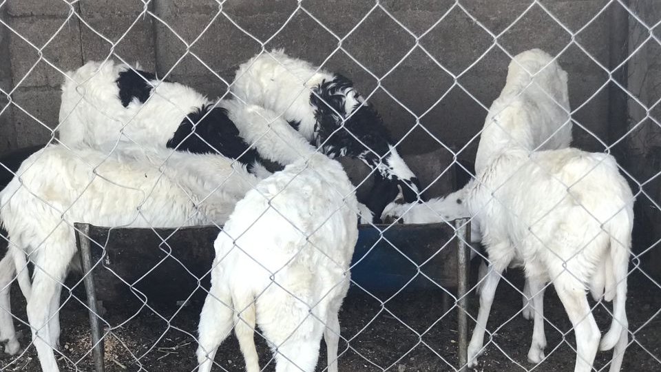 InvestmentTsc's tweet photo. #Livestock #Investment #Farming #Data mining #Food #Security #Northeast #Nigeria #Intensive #Breeding @InvestmentTsc #Sheep #Balami #Ram #farming . https://t.co/bkDEn9FP1s