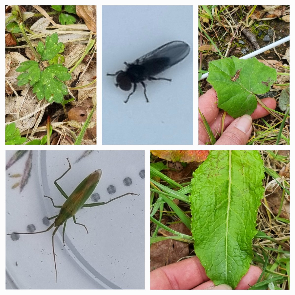 BFTWildlife's tweet photo. Mini #bioblitz and learning how to use quadrats and ID field guides at Bonaly Scout Centre with the 93rd Guides today. Lots of interesting insects and plants found in our #quadrats
@GirlguidingEdin @Finn_Edin @BordersForest @FieldStudiesC 
#BiodiversityDay @BRIScotland https://t.co/b5uLD25BHF