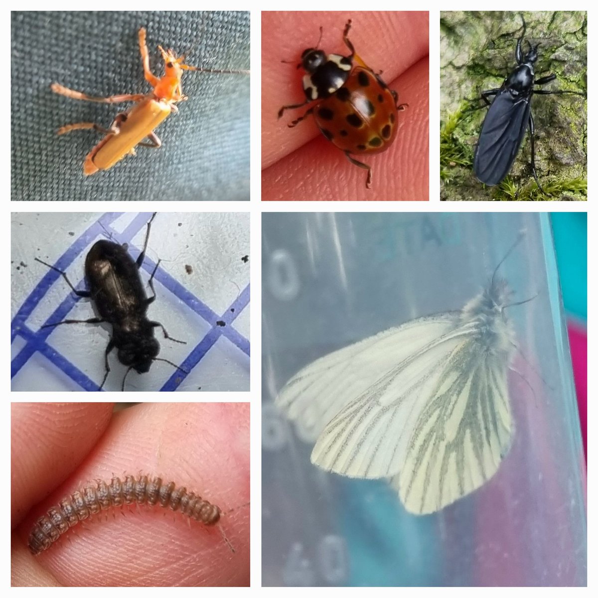 BFTWildlife's tweet photo. Mini #bioblitz and learning how to use quadrats and ID field guides at Bonaly Scout Centre with the 93rd Guides today. Lots of interesting insects and plants found in our #quadrats
@GirlguidingEdin @Finn_Edin @BordersForest @FieldStudiesC 
#BiodiversityDay @BRIScotland https://t.co/b5uLD25BHF