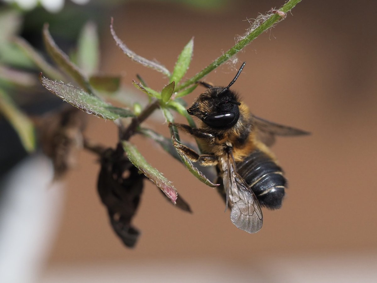 mixaeljones's tweet photo. Hooray! Almost in time for #WorldBeeDay2022, the leaf-cutter bees have started emerging from the flowerpots on the balcony! #Beecosystem 🐝 https://t.co/ygiifU970X