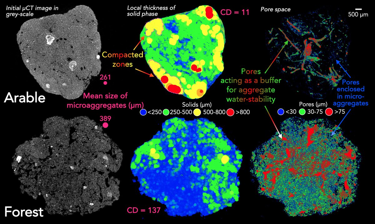Micro- within macro: How micro-aggregation shapes the soil pore space and water-stability sciencedirect.com/science/articl… #soilstructure #soilpores #soilaggregates
