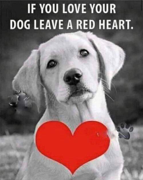 Happy Dog tweet media