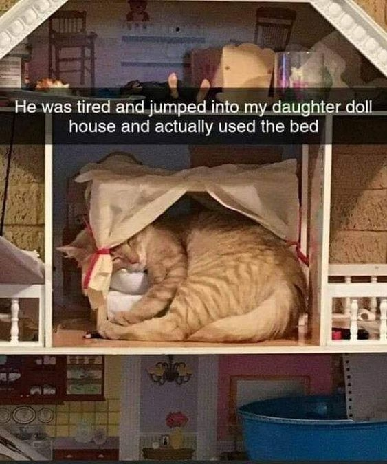 WholesomeMeme's tweet photo. https://t.co/cqPKUq7tvF