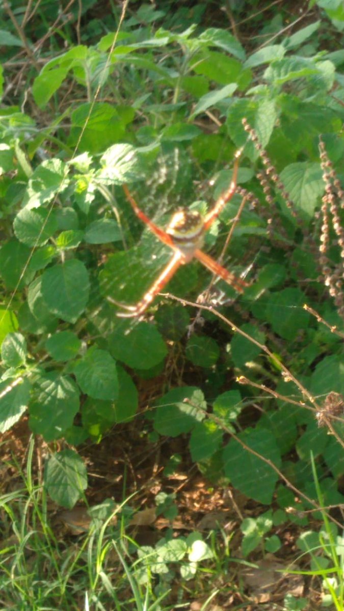 Satheesh M tweet media