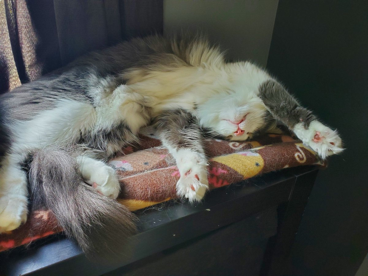 CatMomSays's tweet photo. #Caturday vibes right here! #CatMom #CatMomSays #FluffyKitty #KittyBelly #ToeBeans #TuftyToes #SleepyKitty #CatsOfTwitter #CatsOnTwitter #Cats #Cat https://t.co/TPVfagAvgz