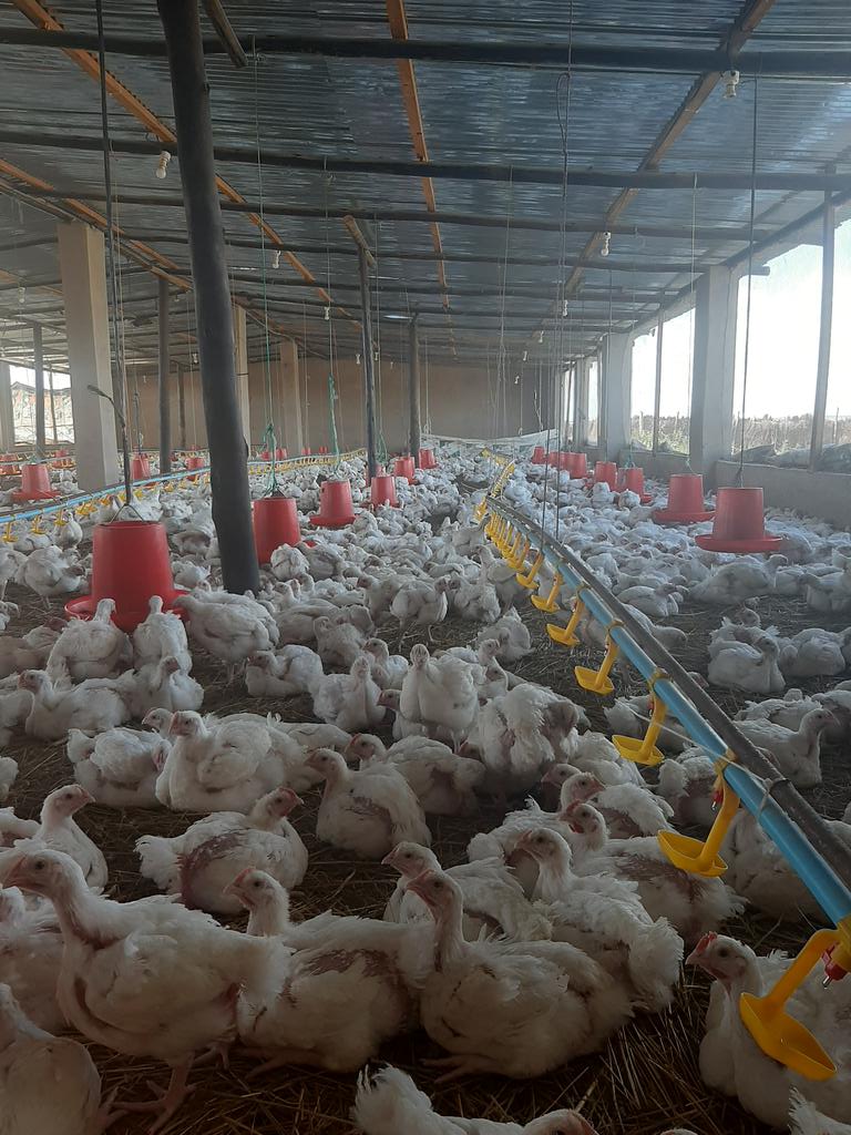 TernaryValley's tweet photo. In just 4 days we'll be open for sales. Place your bulk order with us for just $4.50 per bird own collection. MOQ is 100 birds, weights 2kg+ 

 📞 0782610472 https://t.co/lwKRfn5vN8