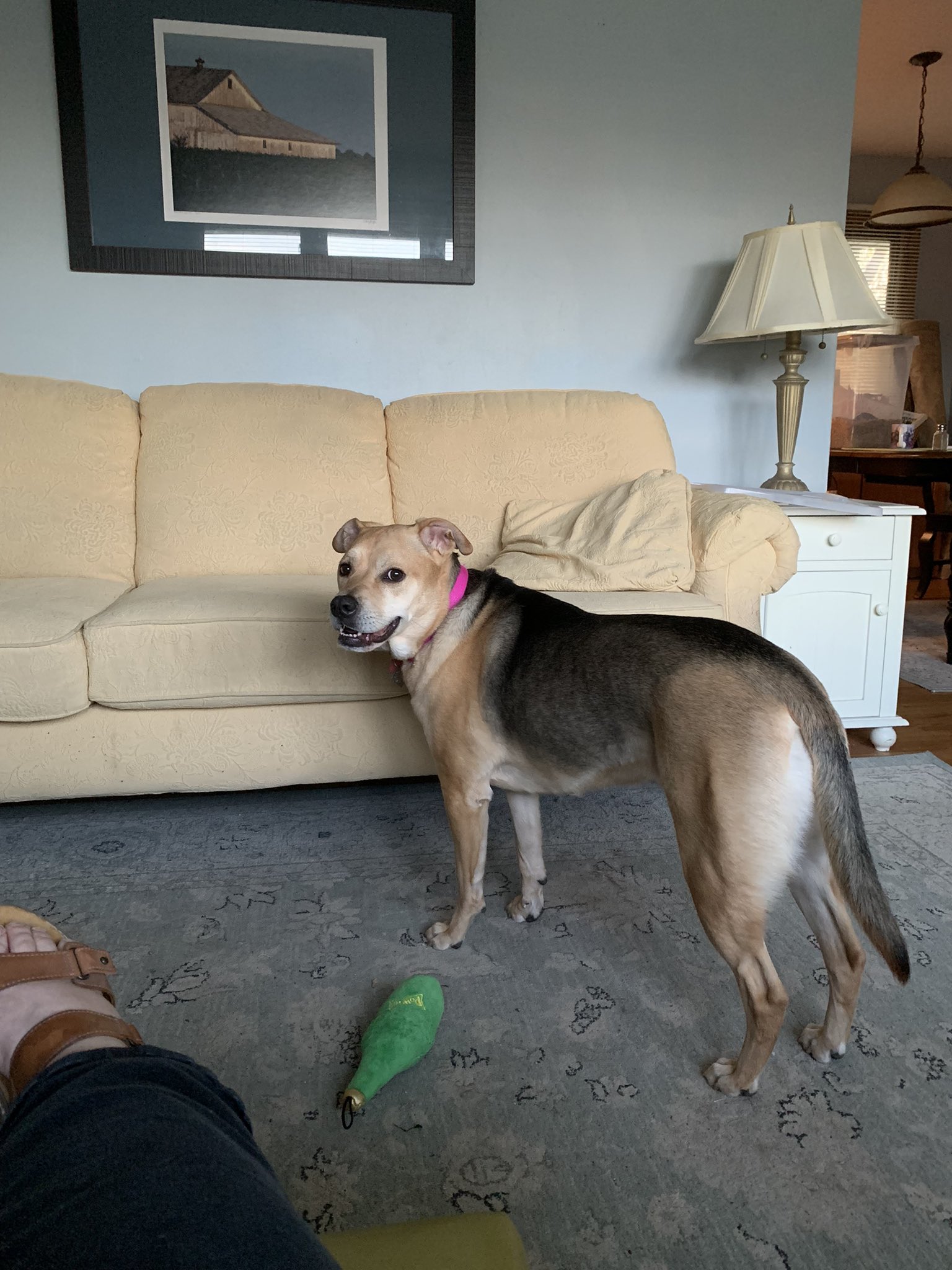 Can You Call 911 For A Dog