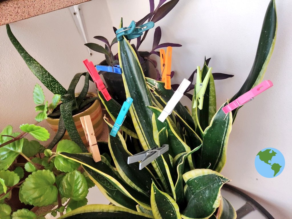 crispsman_'s tweet photo. A-tendiendo las plantas...
(curs de xarxes)
#DigCompIBSTEAM #iniciacioxarxesIBSTEAM
@PrincessandOwl @ibsteam_caib https://t.co/gQdMnbkB2B