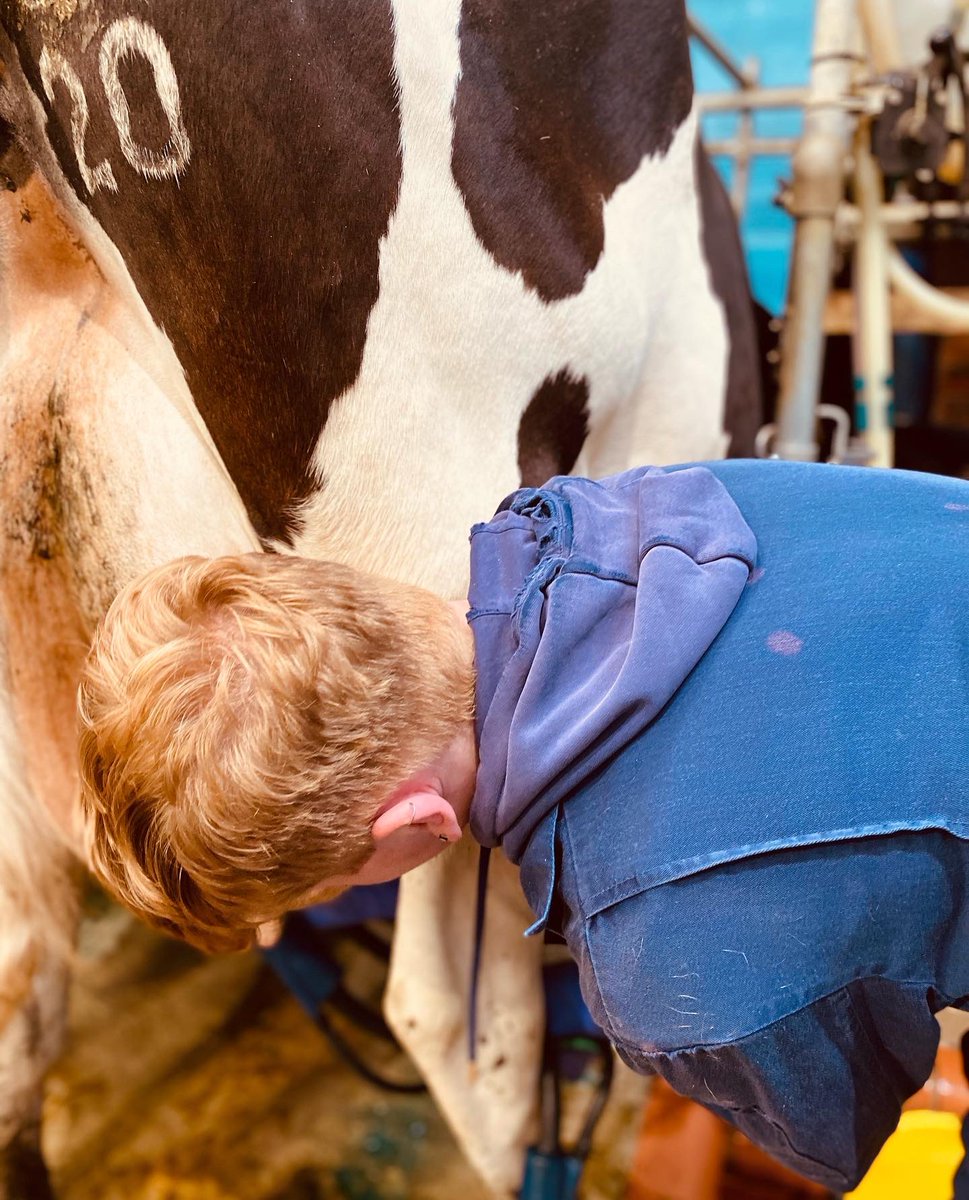 HopewallD's tweet photo. Saturday afternoon milking time 🐂🥛🐂#familyfarm #dairyfarm #milkdelivery #milkinglass #rawmilk #poynton #adlington #bollington #macclesfield #bramhall #pottshrigley #kettleshulme #prestbury #didsbury #cheshire https://t.co/ZnY3GH0YRp