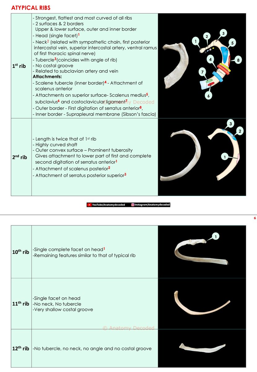 AnatomyDecoded's tweet photo. #Anatomydecoded🎓
Excited to Share Our Anatomy Work on Osteology of Thorax👇🏻
https://t.co/pQLIyudBeF
(Download Full PDF from Google Drive)📚
Do Share with Students 🔄 & Ask them to follow Anatomy Decoded for More..🙏
https://t.co/rTbcOuYCRi
@AnatomyOrg
@ddatta16
@DrPChoradi https://t.co/9FfmjmkZPi