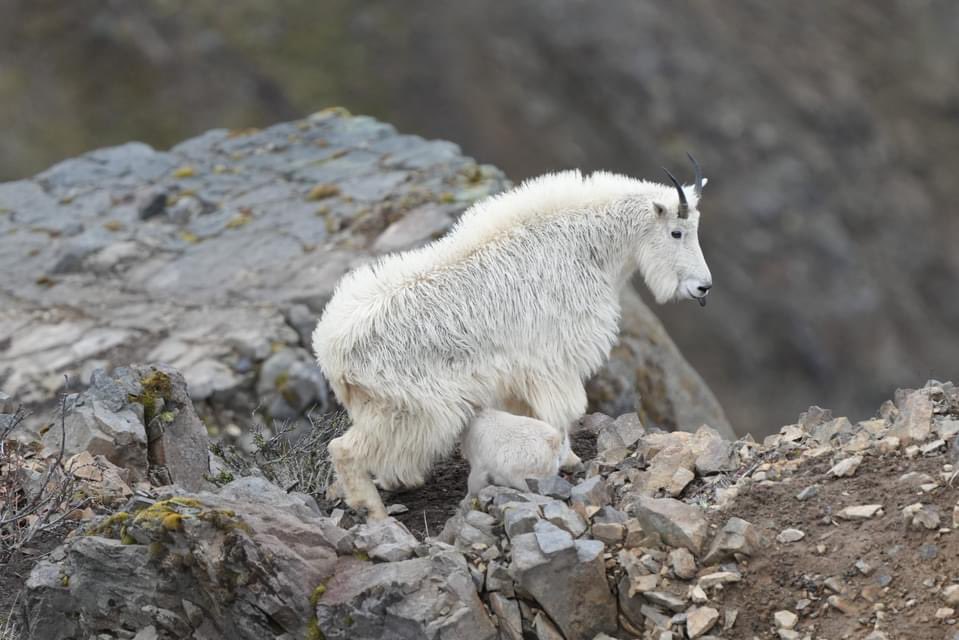 #wildlifephotography #mountaingoats #cardadventures