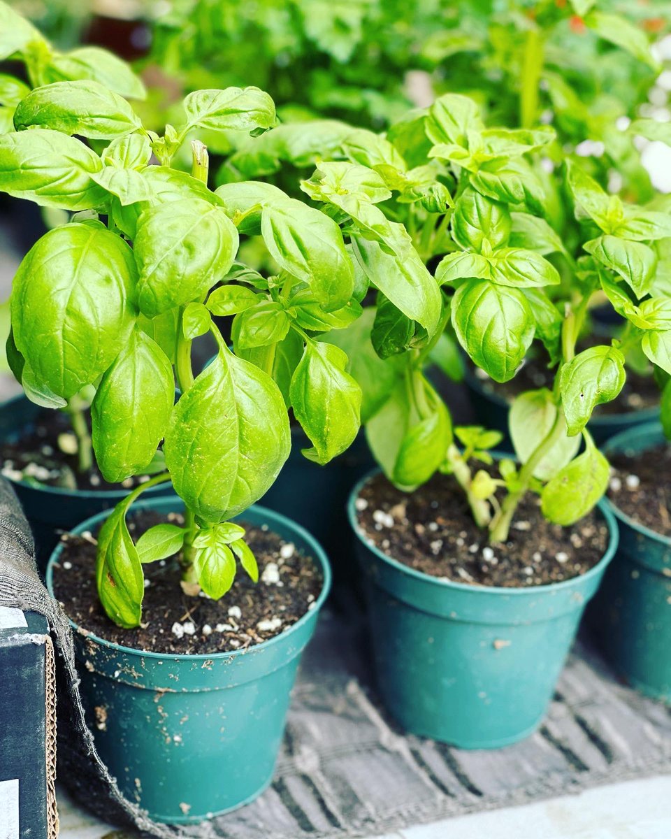 StLawrenceMkt's tweet image. Got the rainy blues? Just remember that we need those showers for incredible spring veggies and flowers, like the ones at the Farmers Market today. Cheers to our farmers and look forward to blue skies ahead #farmersmarket #springveggies #springvegetables