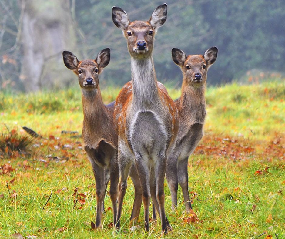 Mammal_Society's tweet photo. Fancy being part of our herd 🦌?
We're recruiting a Data and Information Officer with an interest in British mammals and a desire to promote evidence-based conservation 🐾
Think you've got what it takes apply today 👉 https://t.co/QXPgVvR3AI
#joboppourtunity #hiring #job #deer https://t.co/9l5f8fEQxN