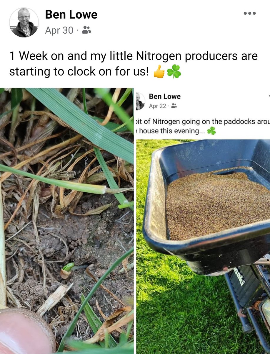 AgriiBen's tweet photo. 4 weeks later and we're all systems go!! ☘️

Kept on top of grass cover with ewes and lambs when needed to ensure Clover can get away 👍

#PracticingWhatIPreach #Clover #Legumes #Forage #FixingN https://t.co/jON3bA1myG