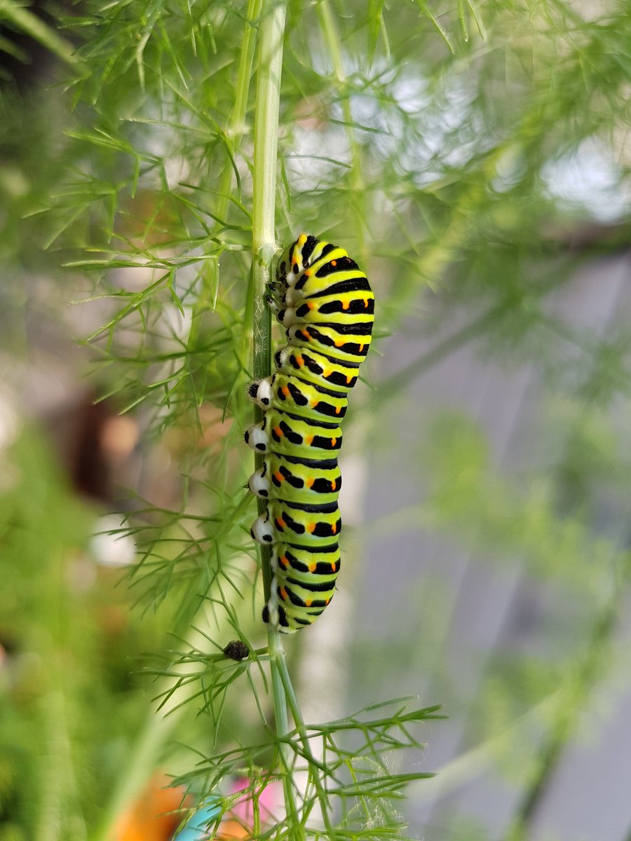 RolandGisler's tweet photo. Wunderschön. Raupe des #schwalbenschwanz Schmetterlings. https://t.co/PUBtwzEU9S