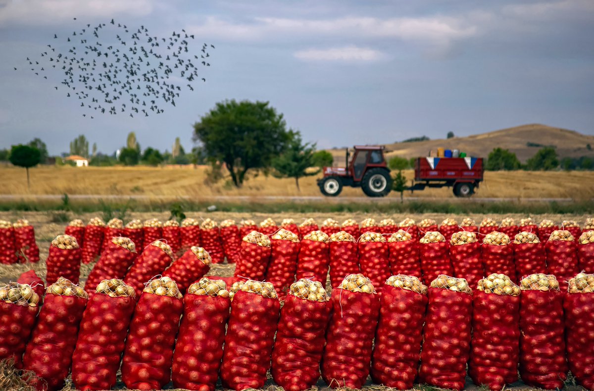 Hello Nft Family.😊🙏

✅I am very happy to present you this unique work🥰

✅20/20 Edition

✅Price: 0.015 #eth 

✅Onion Harvest🧅

🧅Hundreds of sacks of onions and birds dancing on them, waiting to be sold.🕊️ #NFTCommunity 

opensea.io/assets/ethereu…