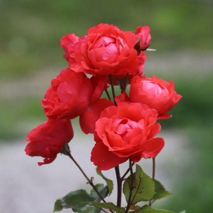 Buy me a bouquet of roses by @SweetDevilAnnet https://t.co/FFUnJlINF4 Find it on #ManyVids! https://t<a class="tags" href="/tag/sweetdevilannet">@sweetdevilannet</a><a href="/tag/manyvids"class="tags"><span>#manyvids</span></a>