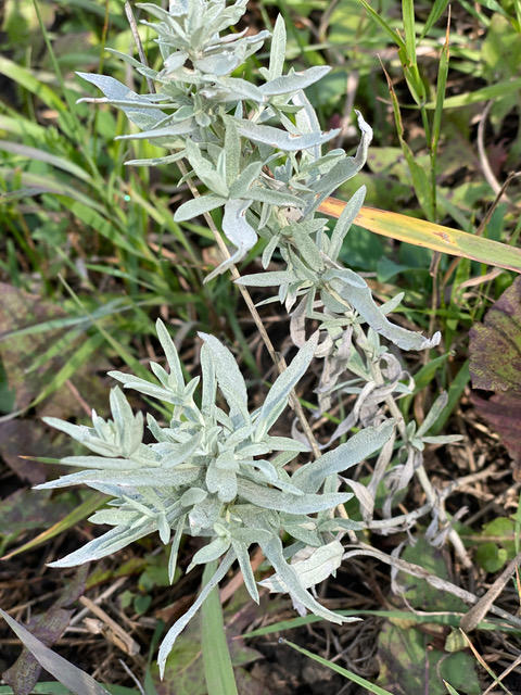 plantwalks's tweet photo. Sage is a sacred plant to the Blackfoot and Nakoda Sioux as well as the Plains Cree. Other cultures also have a strong relationship with Prairie Sage, learn more on the "Women of Power" walk on Friday July 8th! 
https://t.co/FJgApWUUu0 https://t.co/eRERi6B9CX