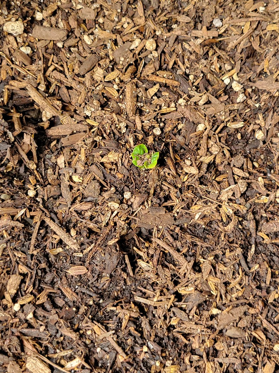 QueeniexSpades's tweet photo. They are so liddol 🥰
Eeeep I hope they grow really well from here! Next, I want to try either herbs or lettuce 😁
#gardening #homegrownpotatoes #growinginpots #firstsprout https://t.co/DA69H3MkE6