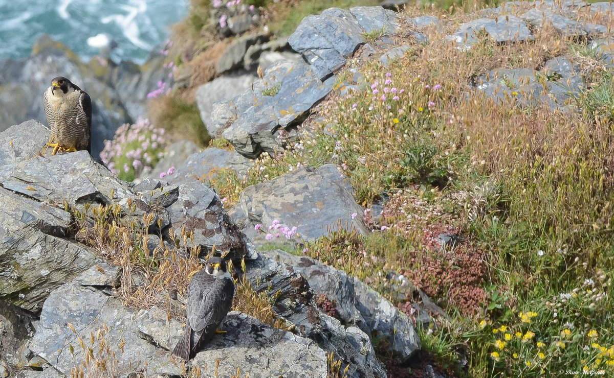 Peregrine falcons on the #Cork coast this morning 21/5/22 #NationalBiodiversityweek