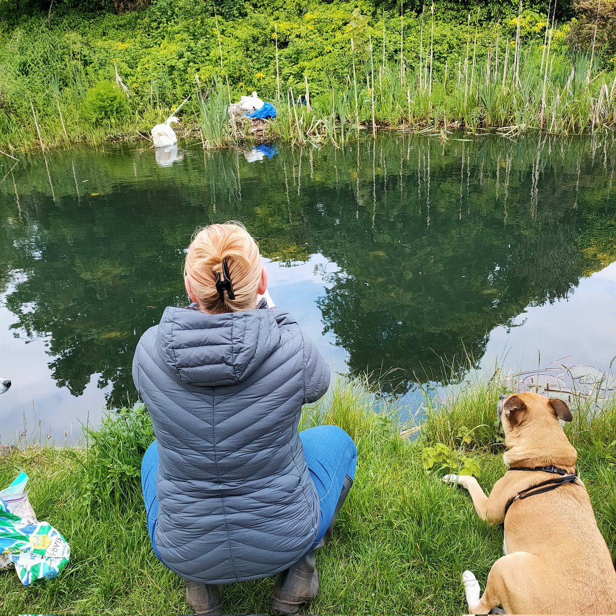 adey303's tweet photo. They both pay more attention to the swans and their brood than to me..😏 https://t.co/UiN7INFk4K
