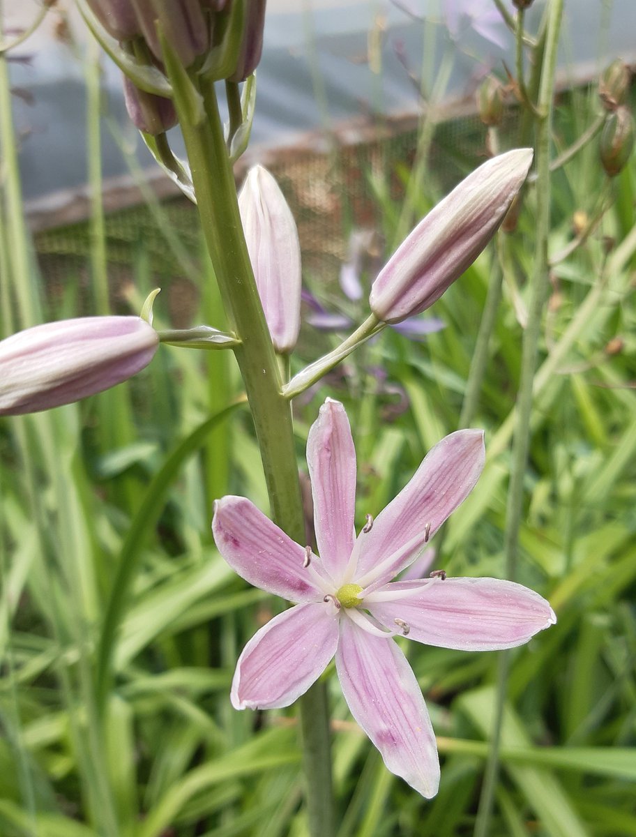 Littleashgarden's tweet photo. Camassia Avon Stellar hybrids seen today @avonbulbs which would you choose? https://t.co/z1cQBu81OI
