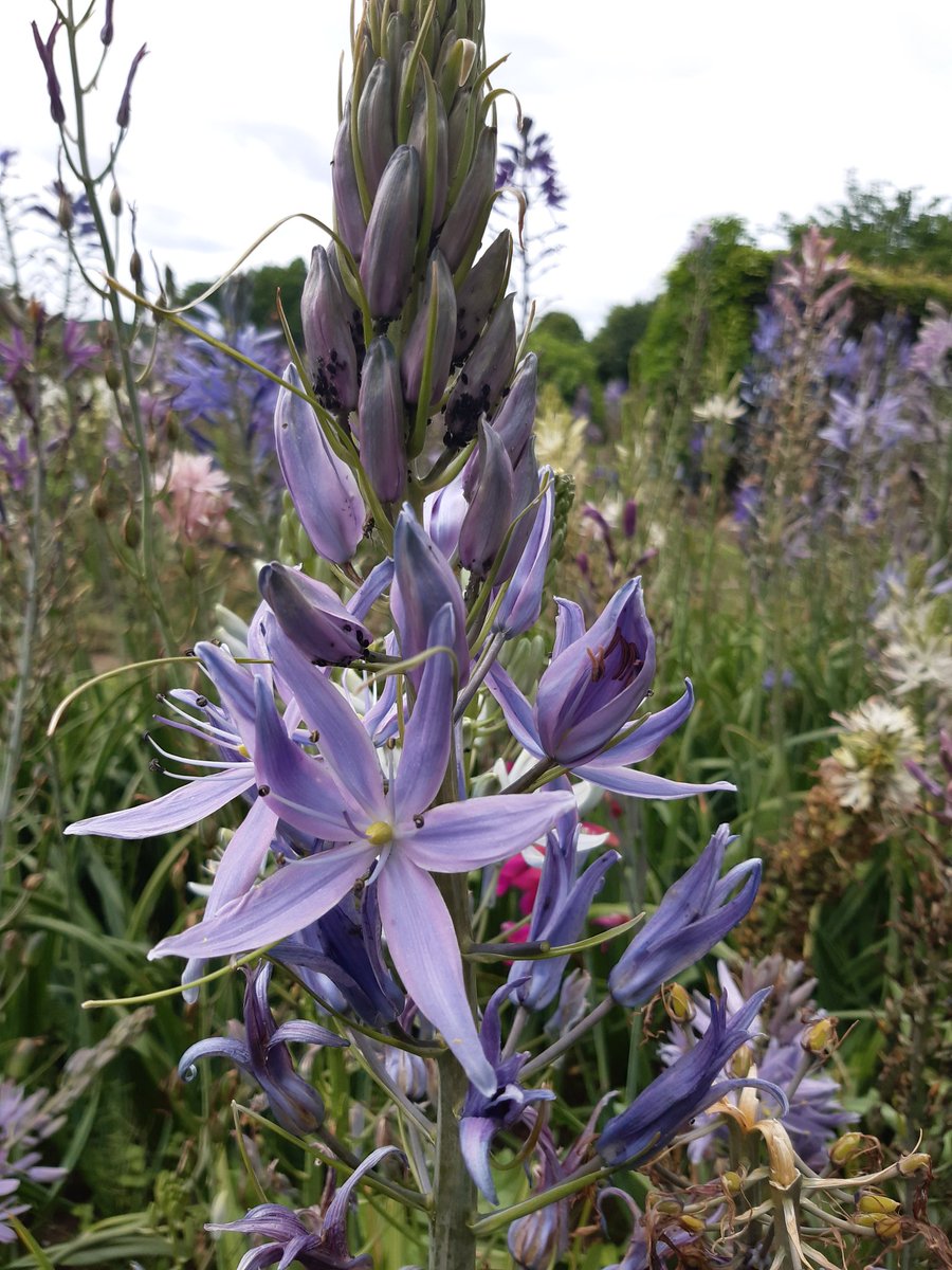 Littleashgarden's tweet photo. Camassia Avon Stellar hybrids seen today @avonbulbs which would you choose? https://t.co/z1cQBu81OI