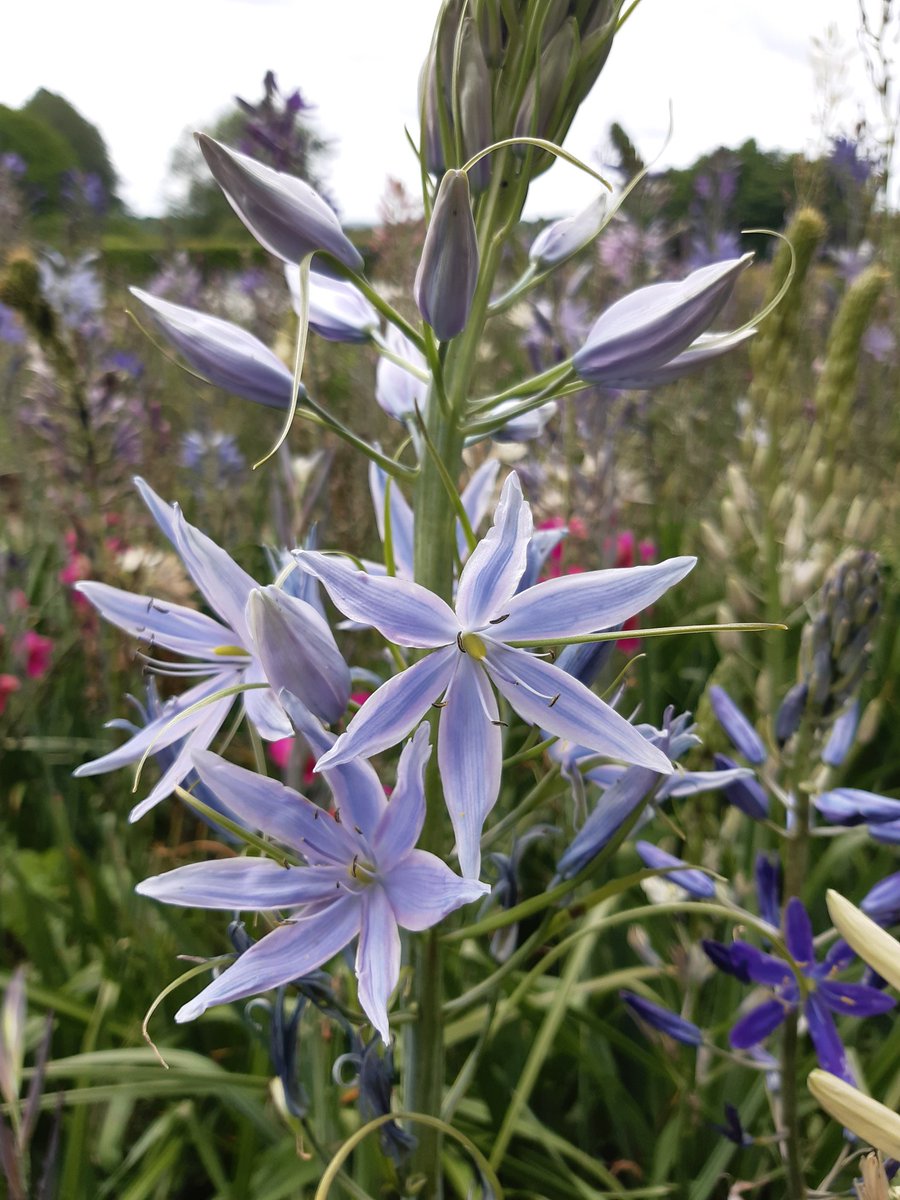Littleashgarden's tweet photo. Camassia Avon Stellar hybrids seen today @avonbulbs which would you choose? https://t.co/z1cQBu81OI