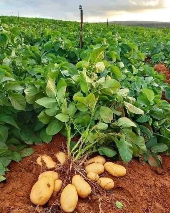 Fungom Farms tweet media