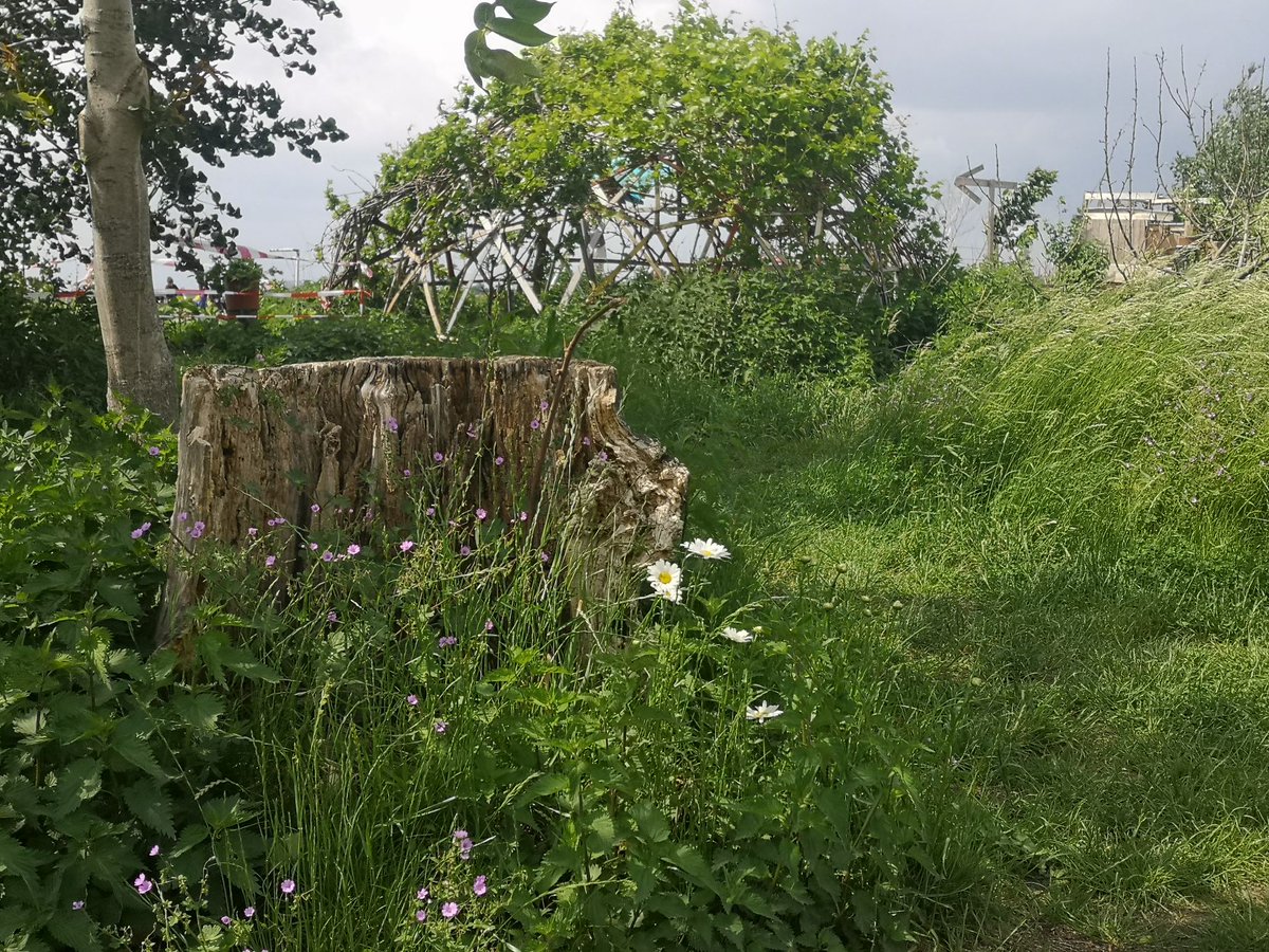 GregorEngels's tweet photo. Am #Baumstumpf  auf dem. #TempelhoferFeld blüht es wieder.
#thfbleibt https://t.co/0eBKJQCoId
