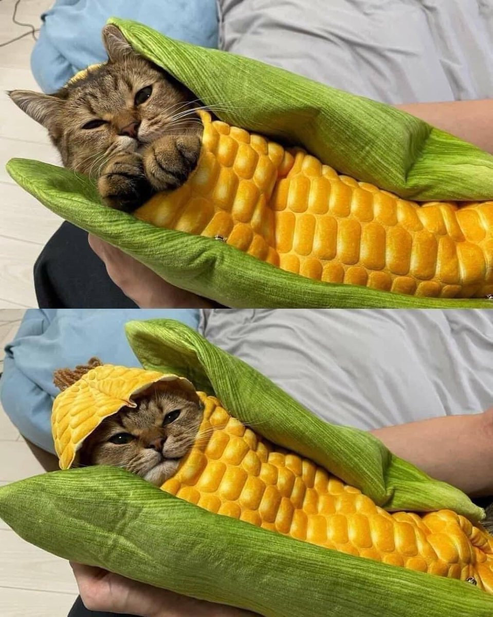 Peanut_SSBU's tweet photo. @Elegant_Matt @icekiller305 people keep talking about corn dogs but what about corn cats? #TeamBowser #CornCats #TeamILikeYou https://t.co/vpqc1iJlog