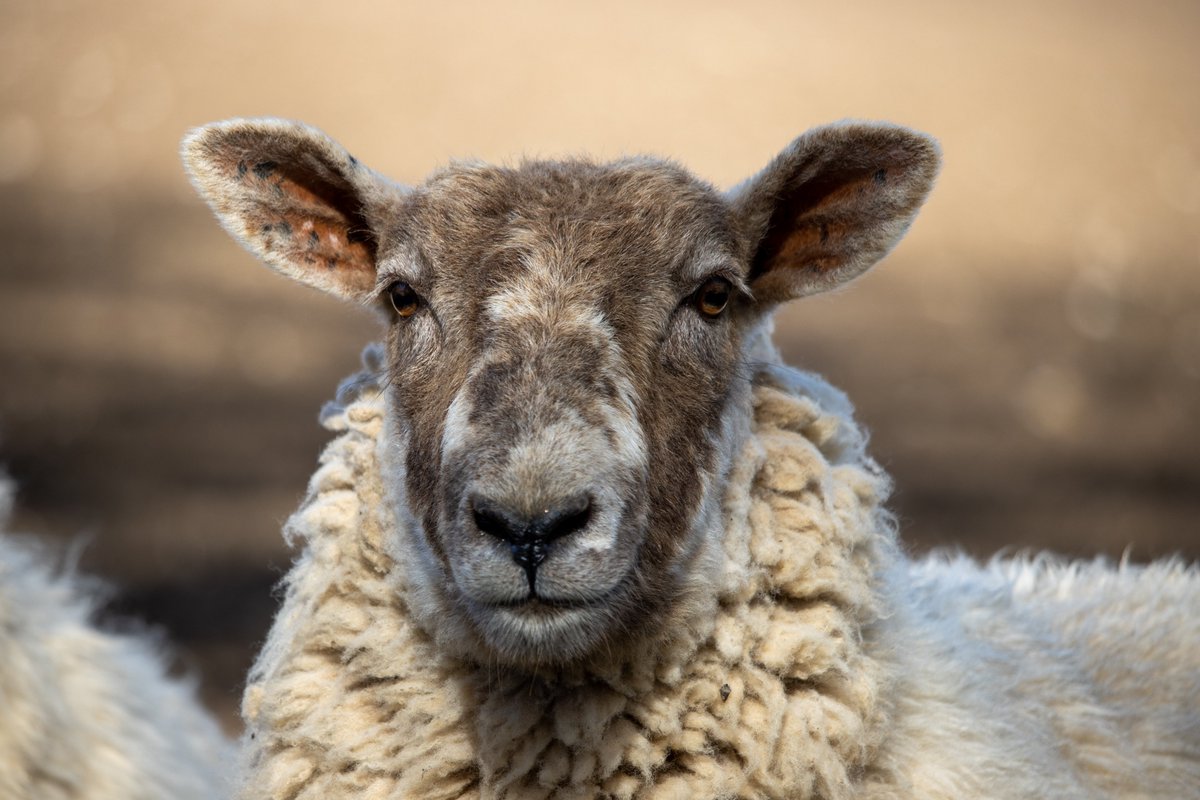 What Ewe lookin' at?  
#sheep #countryside #farmphotography #naturelover #farming #TwitterNaturePhotography