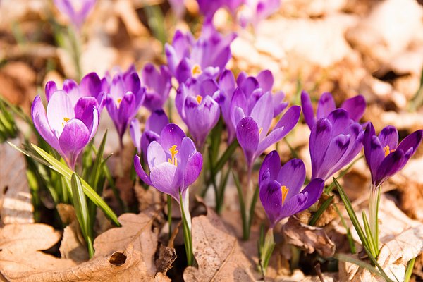New artwork for sale! - "crocuses in the wild forest, close-up" - fineartamerica.com/featured/crocu… @fineartamerica
