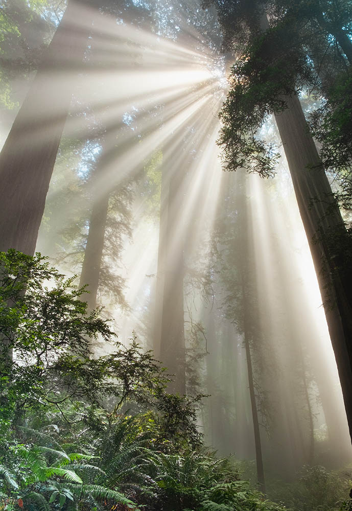 🌲🌲 Just 22 hours left for a chance to get a free additional NFT with the purchase of one of two in Redwoods in the mist on <a href="/opensea/">OpenSea</a>  for 0.15 ETH (this is one of them). Link and info 👇