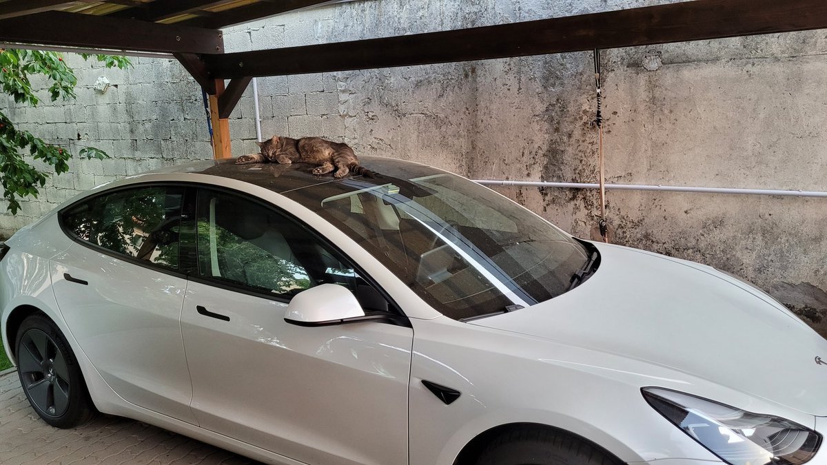 MassimoVergerio's tweet photo. @elonmusk what about adding "cat mode" in the next update🤣 https://t.co/zzUd9GHtwx