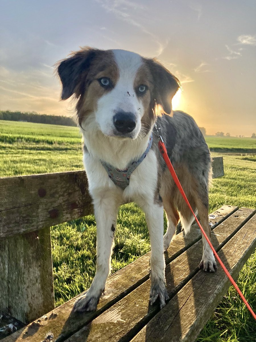 “One day or day one, you decide!” 🤷🏼‍♀️😍👌1️⃣🌎

It’s #sunpupsaturday again! 
Murdo decided he wanted to sit and watch the birds in the mud 🙈 so his feet and bum are black 😅😂

In this photo:
Murdo - border collie - ours #amyeanddaisy