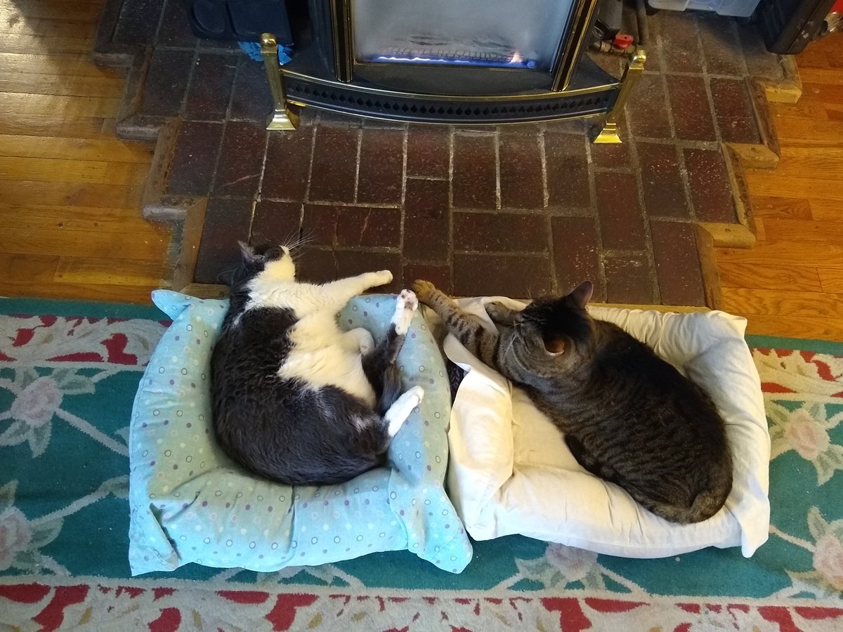 Now THAT is relaxation. Ponyo and Howl are soaking up what's probably the last fireplace weekend of the season.