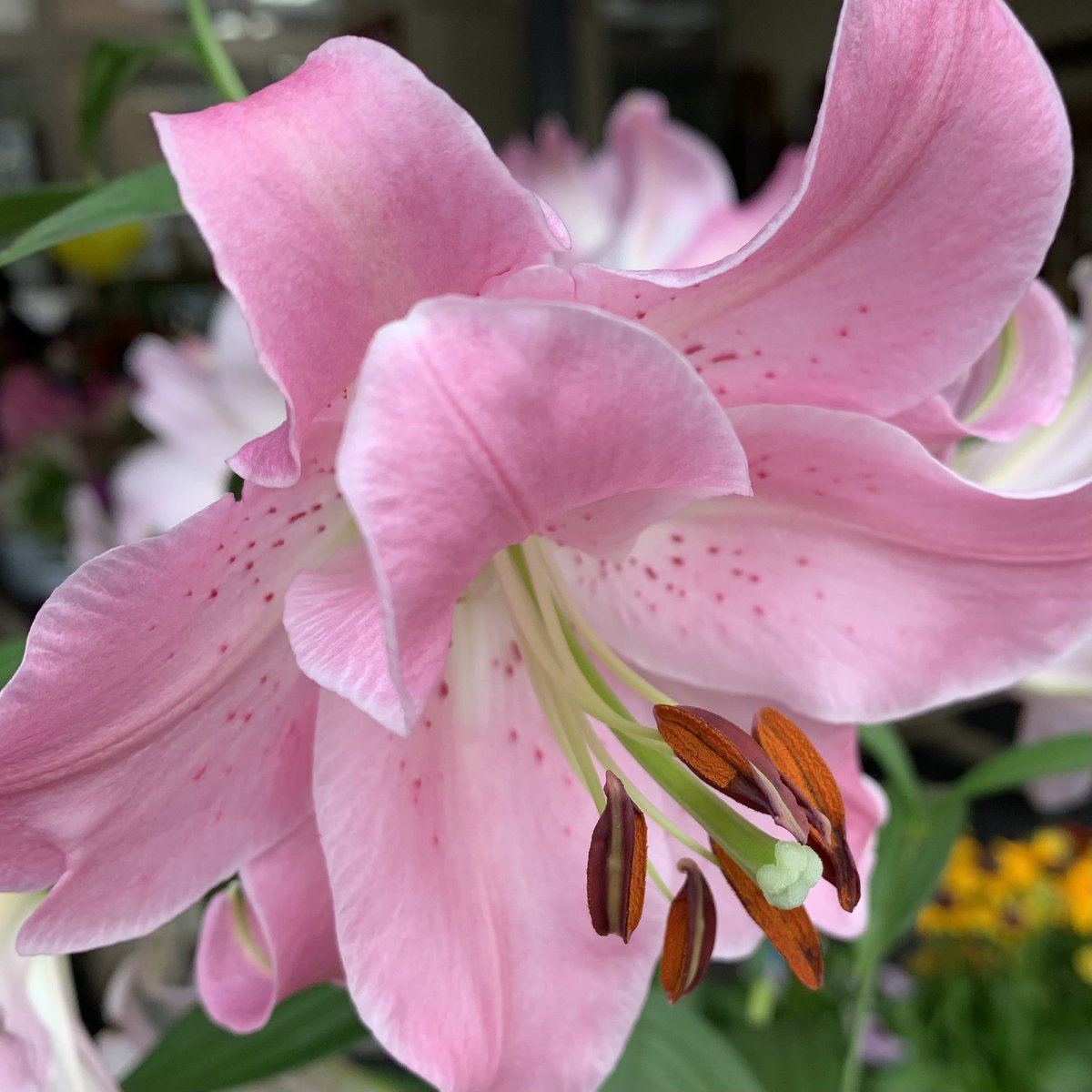 おはようございます٩(*´꒳`*)۶ 🌸🌸🌸花の便り🌸🌸🌸 百合の花姿や草姿、開花期などは様々で、そのゴージャスなイメージから結婚式のブーケなど花束によく用いられる植物です